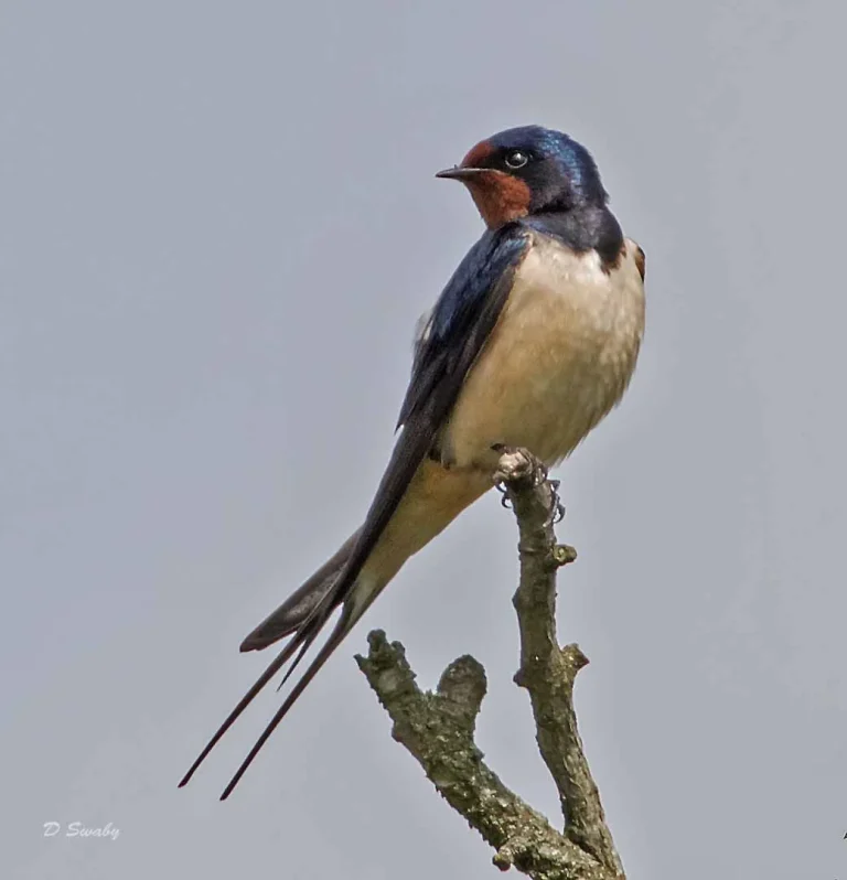 Bird Gallery 2019