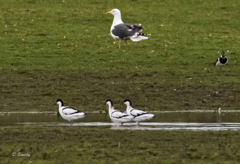 Bird Gallery 2019