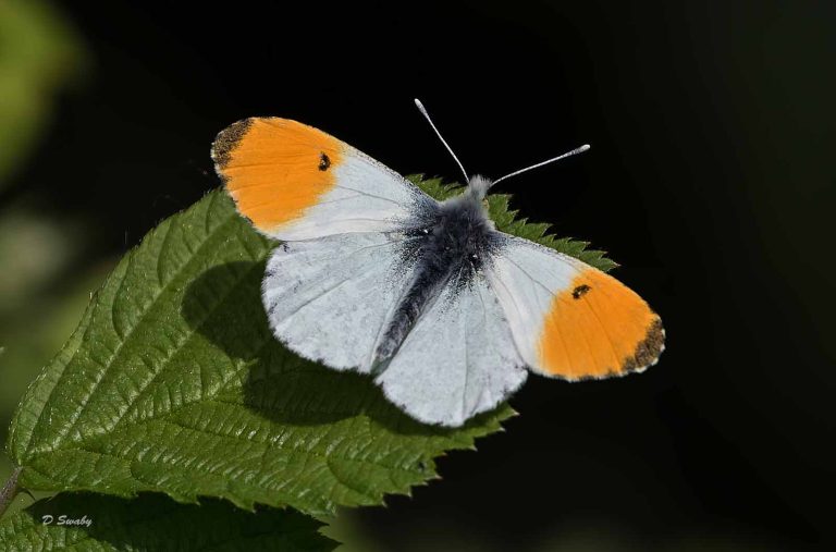 Insects