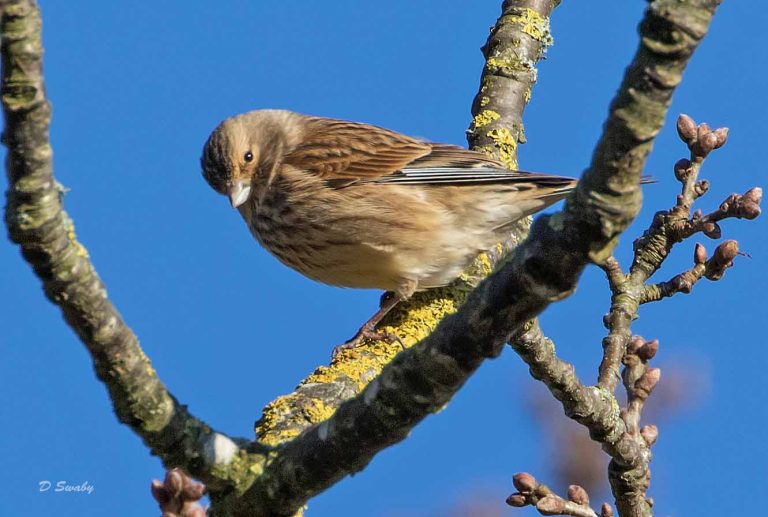 Bird Gallery 2019