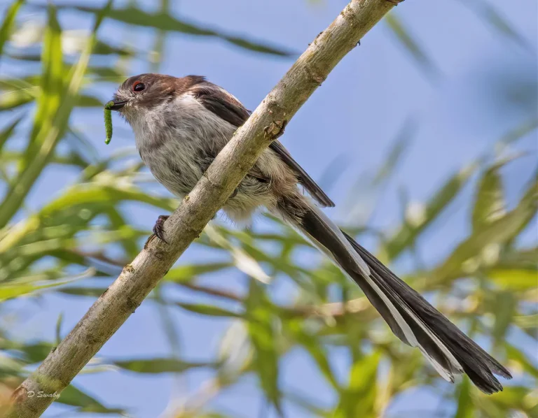 Bird Gallery 2019