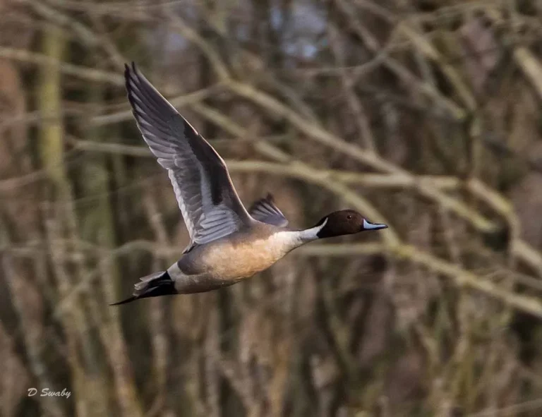 Bird Gallery 2019