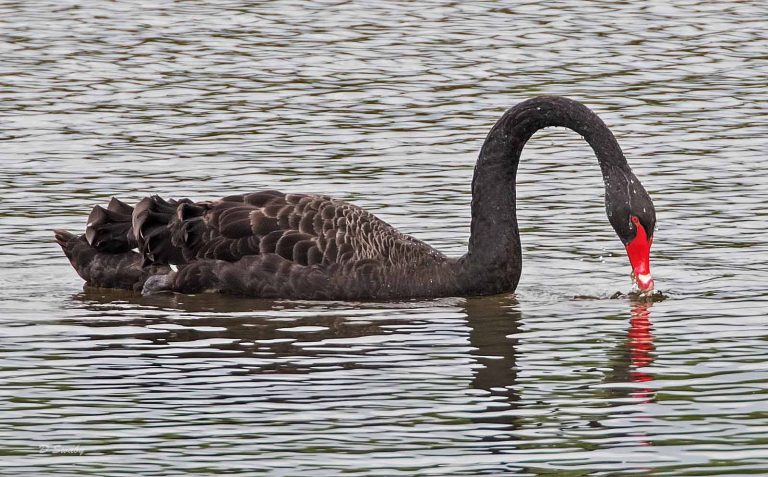 Bird Gallery 2019