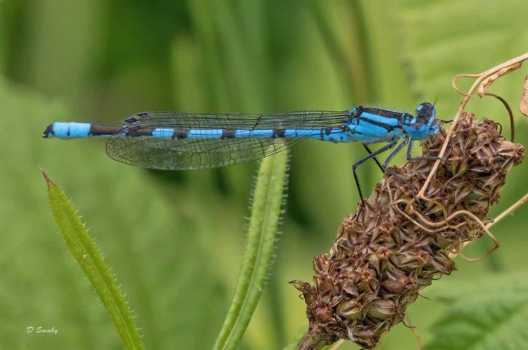 Insects