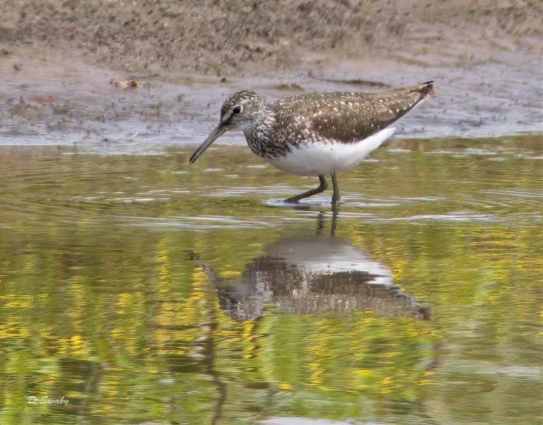 Bird Gallery 2019