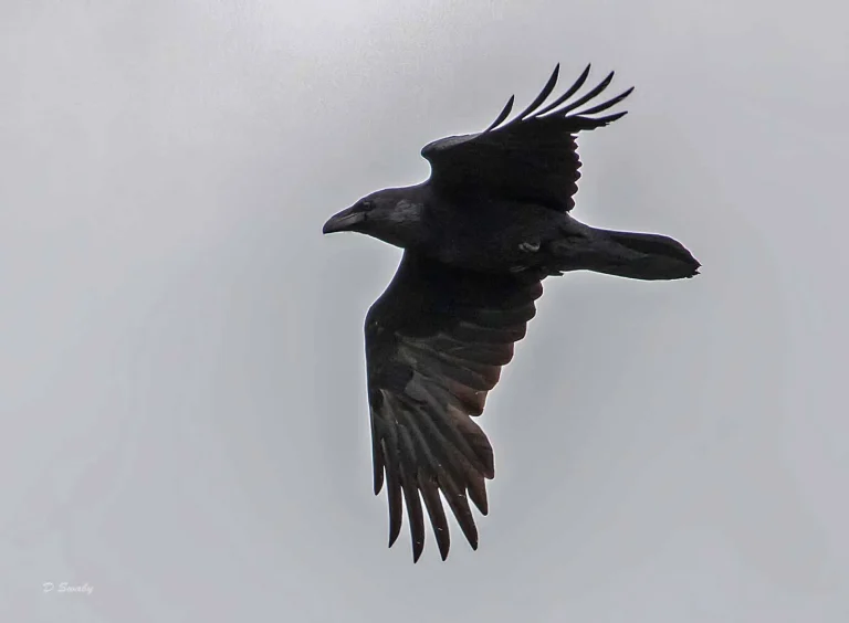 Bird Gallery 2019