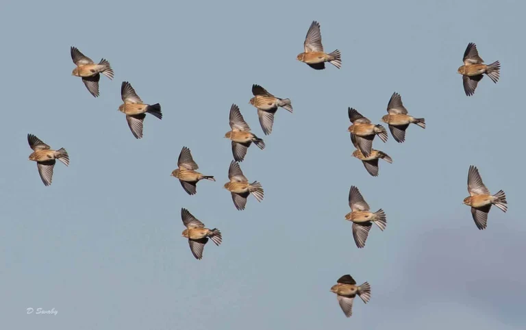 Bird Gallery 2019