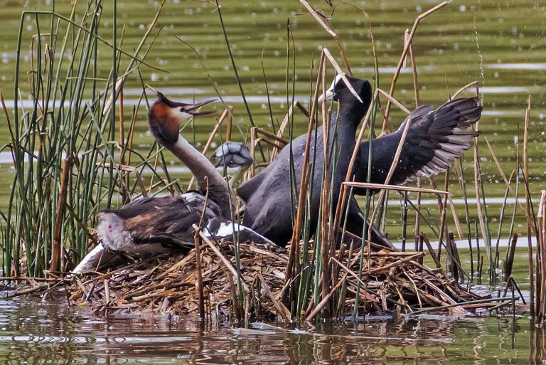 Bird Gallery 2019