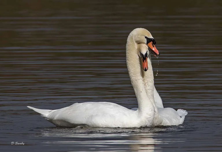 Bird Gallery 2019