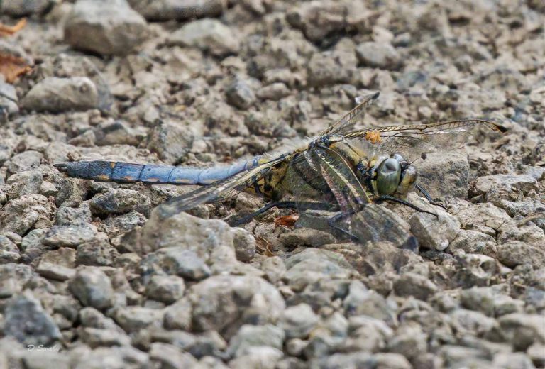 Insects