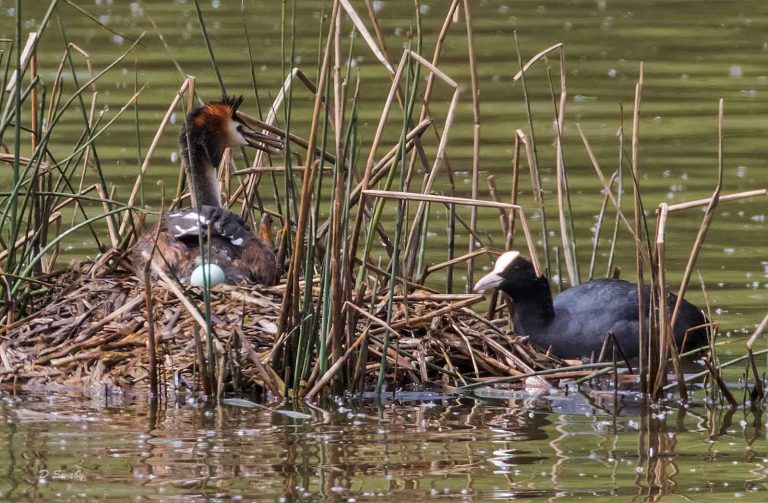 Bird Gallery 2019