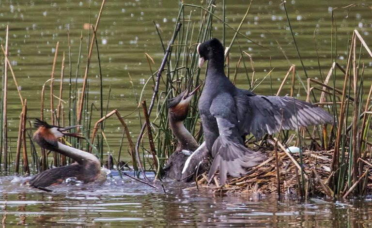 Bird Gallery 2019