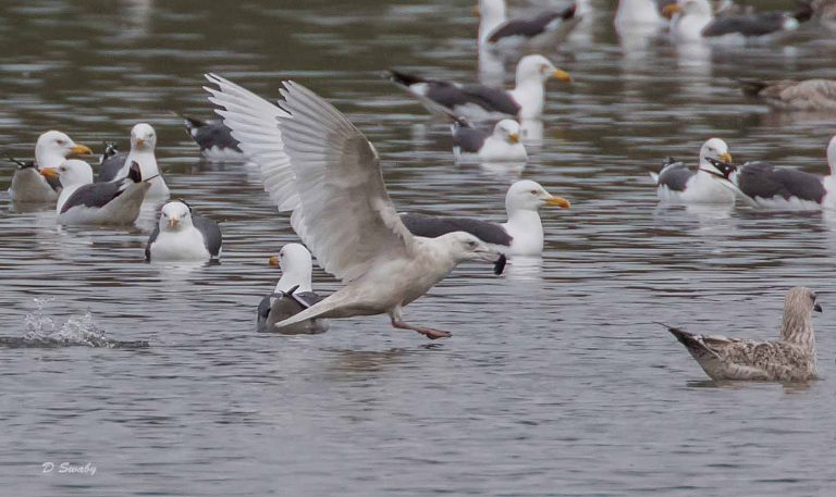 Bird Gallery 2019