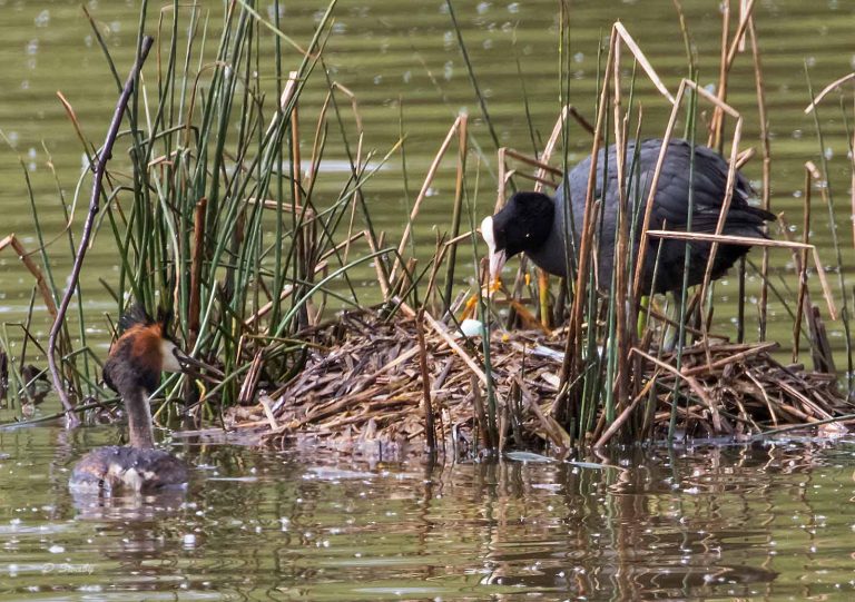 Bird Gallery 2019