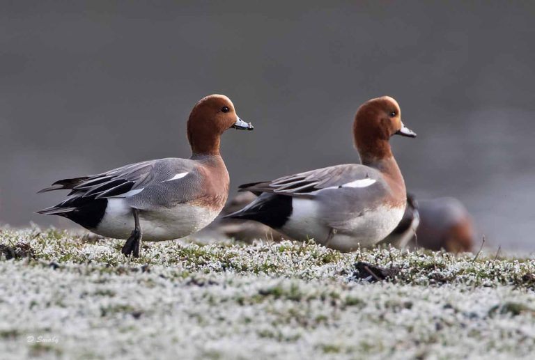 Bird Gallery 2019