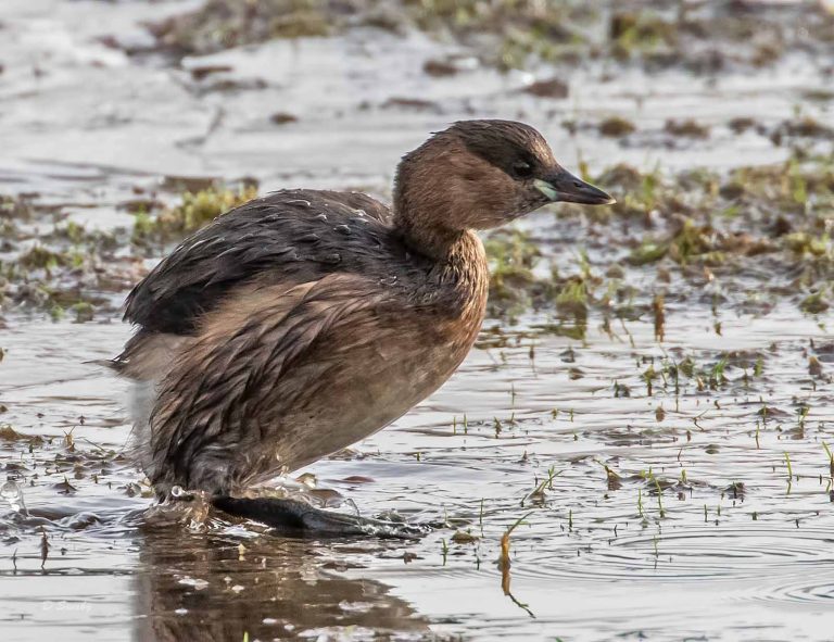 Bird Gallery 2019