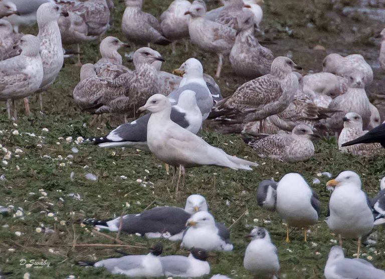 Bird Gallery 2019