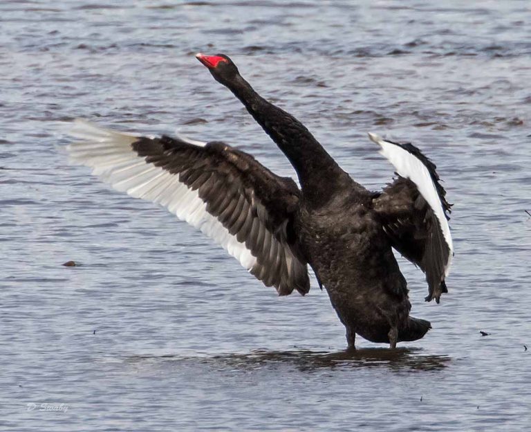Bird Gallery 2019