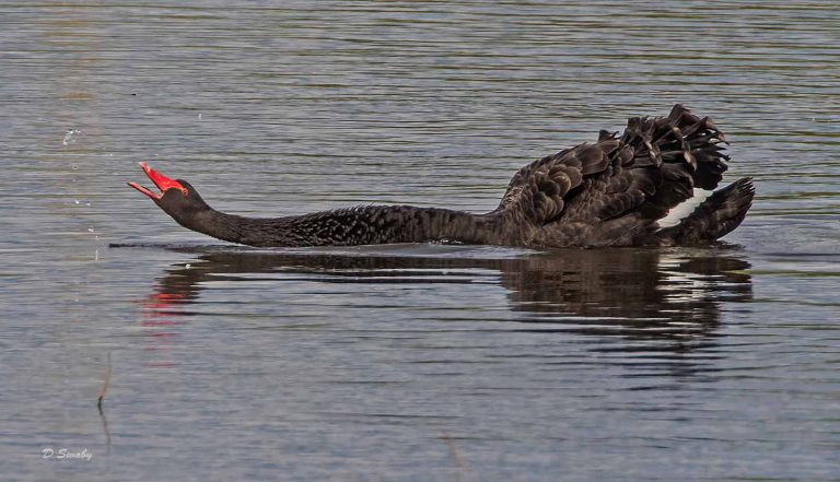 Bird Gallery 2019