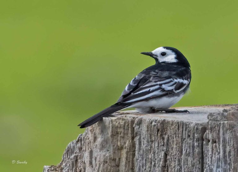 Bird Gallery 2019
