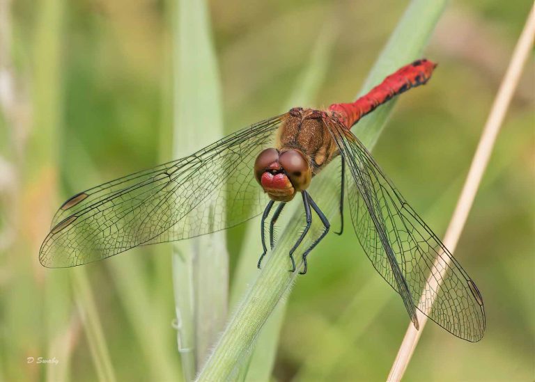 Insects
