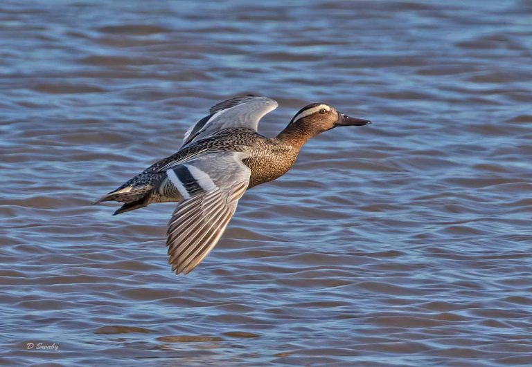 Bird Gallery 2019
