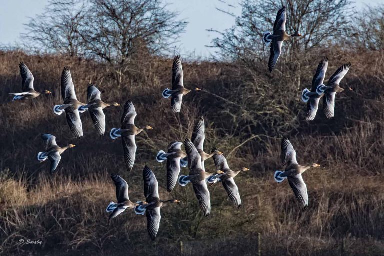 Bird Gallery 2019