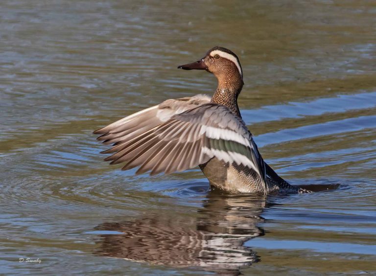 Bird Gallery 2019
