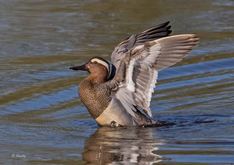 Bird Gallery 2019