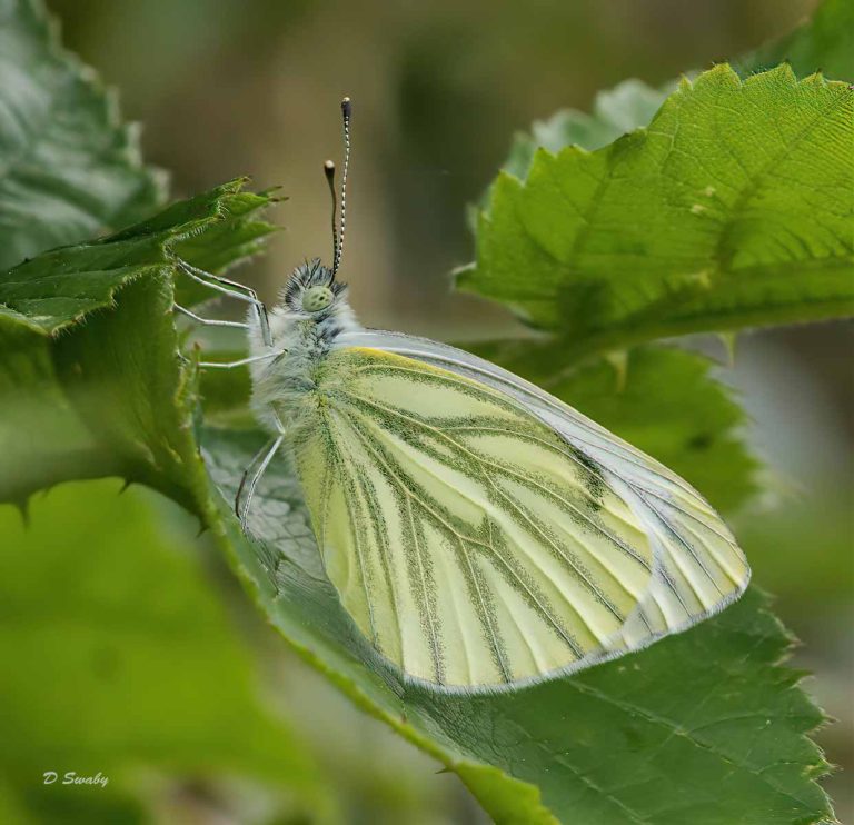 Insects