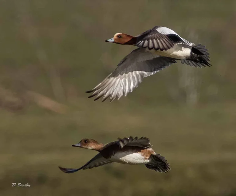 Bird Gallery 2019