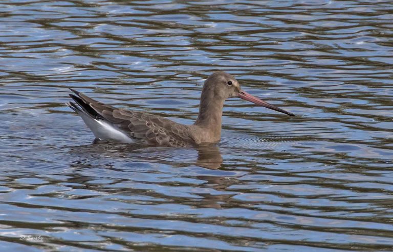 Bird Gallery 2019