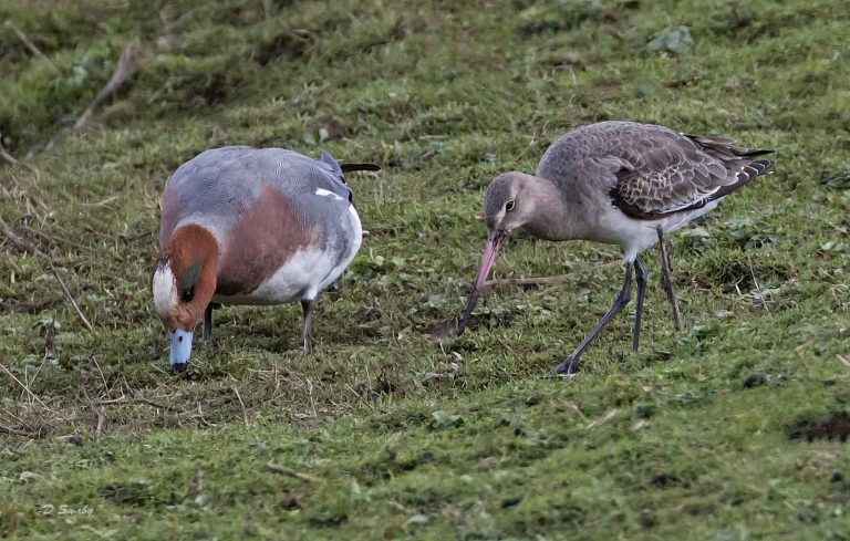 Bird Gallery 2019