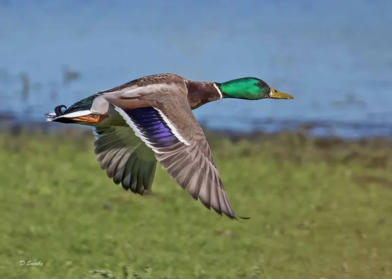 Bird Gallery 2019