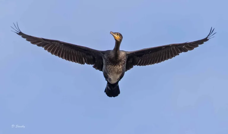 Bird Gallery 2019