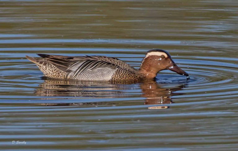 Bird Gallery 2019