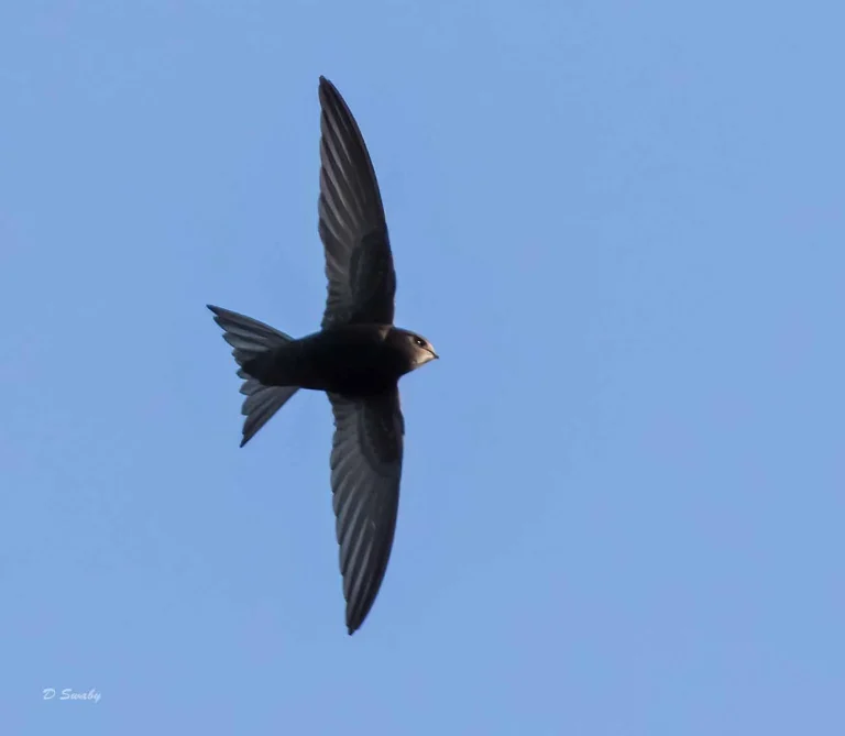 Bird Gallery 2019
