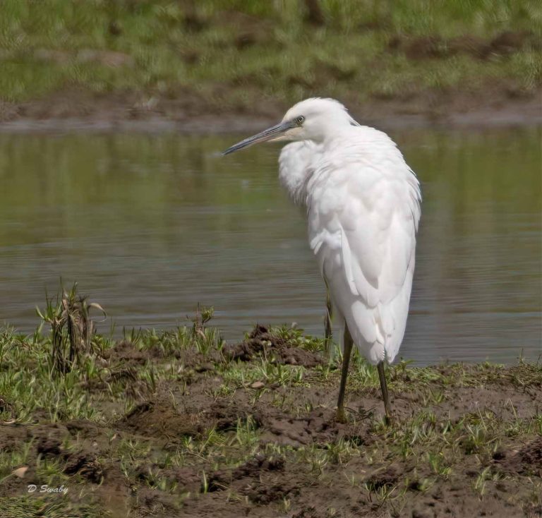 Bird Gallery 2019