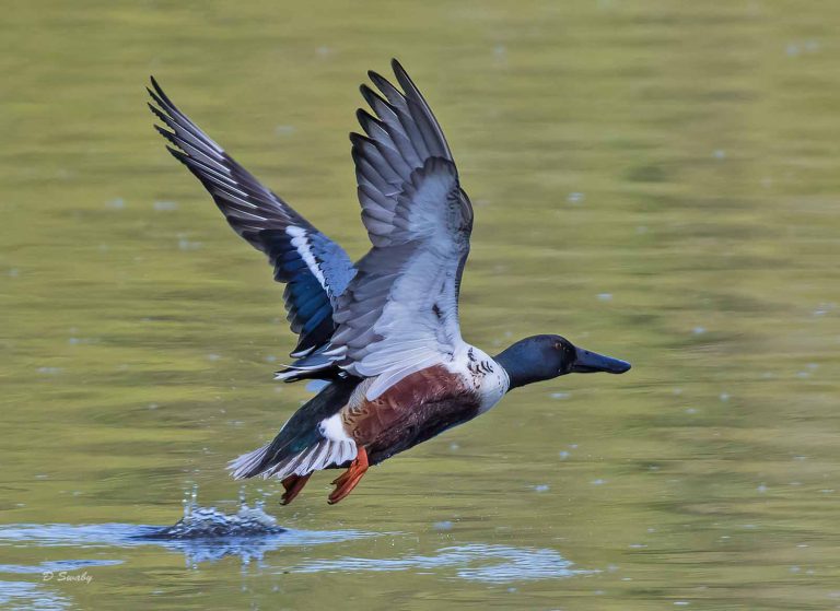 Bird Gallery 2019