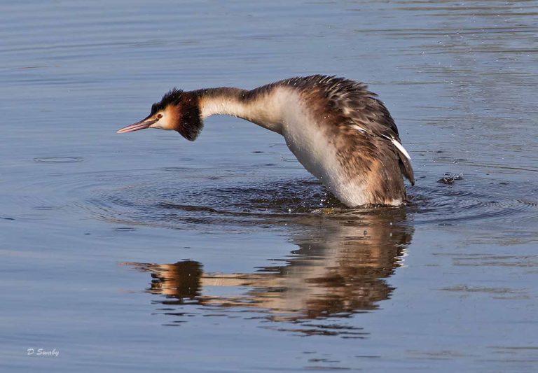 Bird Gallery 2019