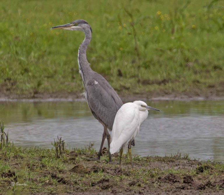 Bird Gallery 2019