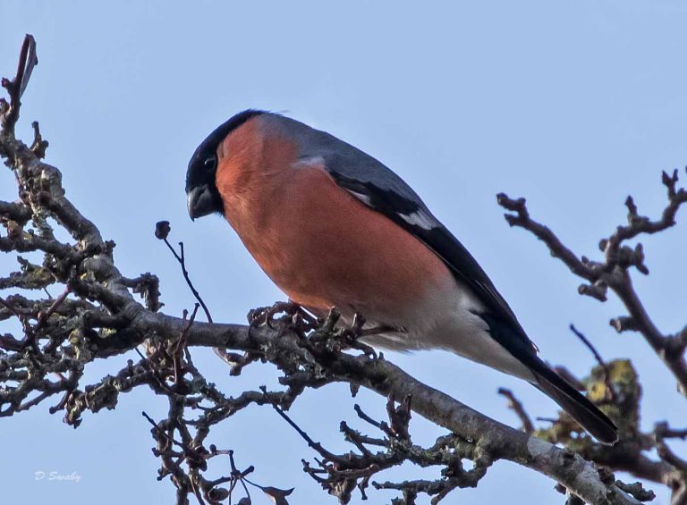 Bird Gallery 2019