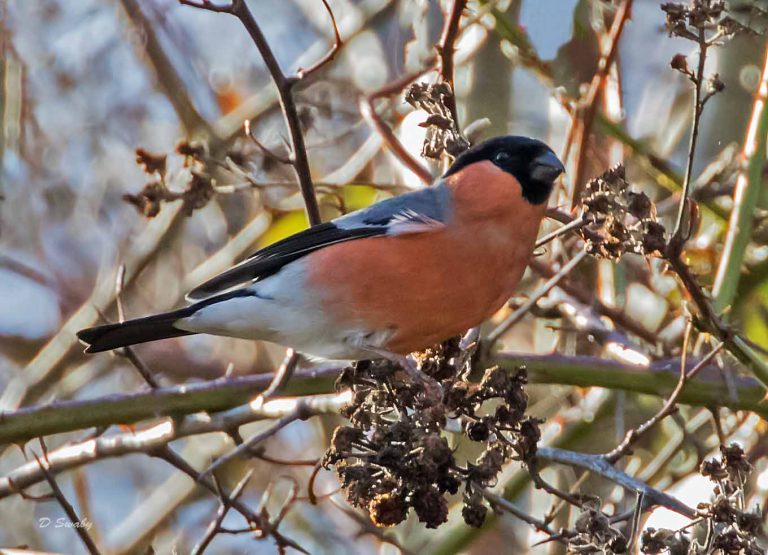 Bird Gallery 2019