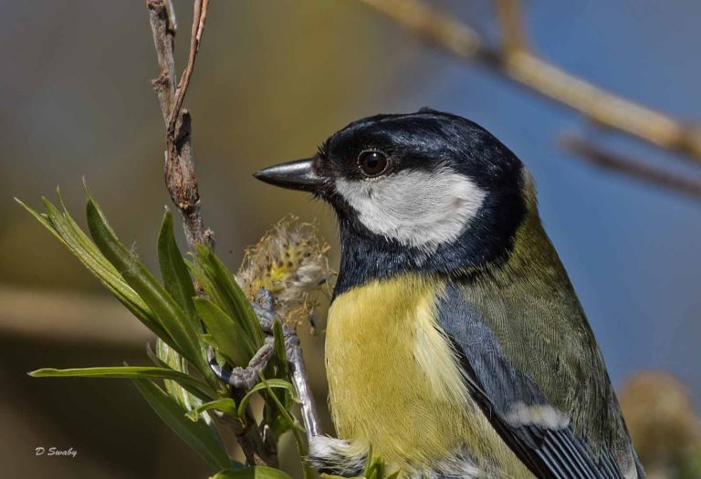 Bird Gallery 2019
