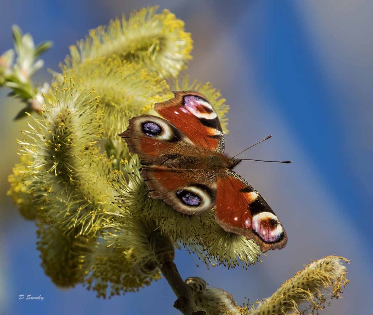 Insects