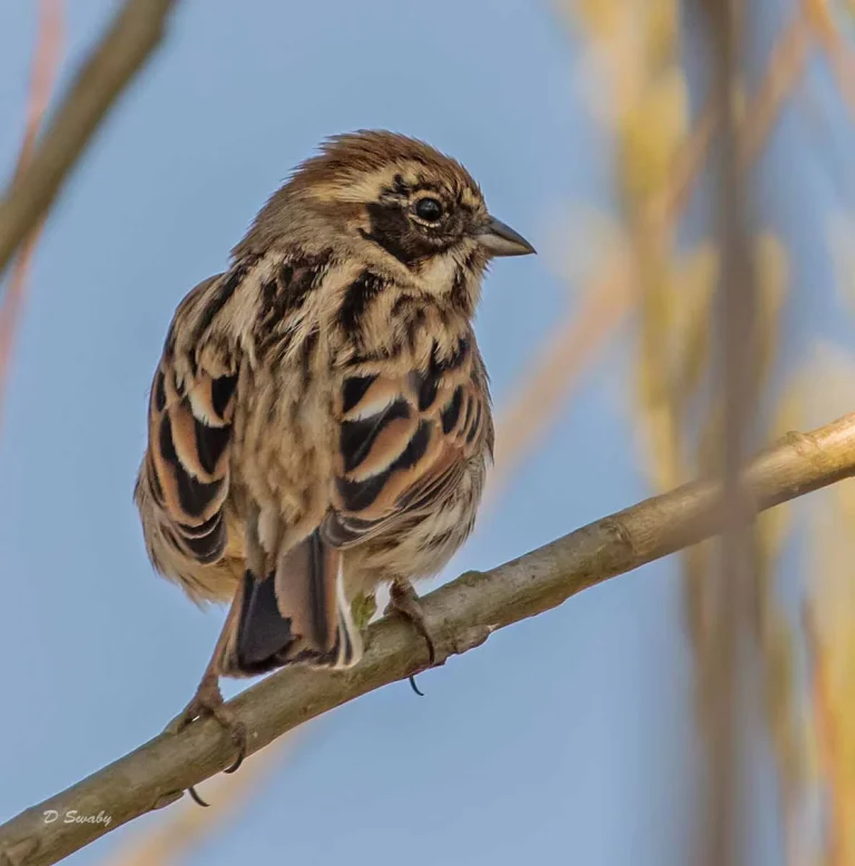 Bird Gallery 2019