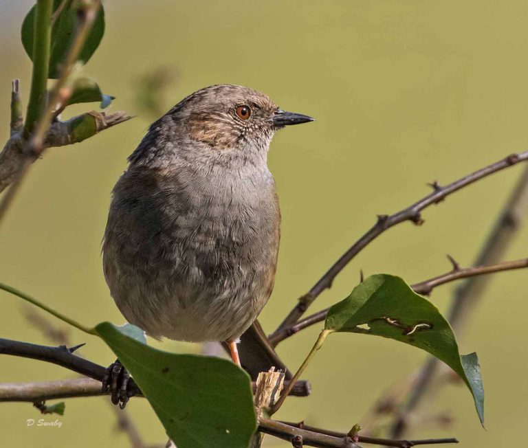 Bird Gallery 2019