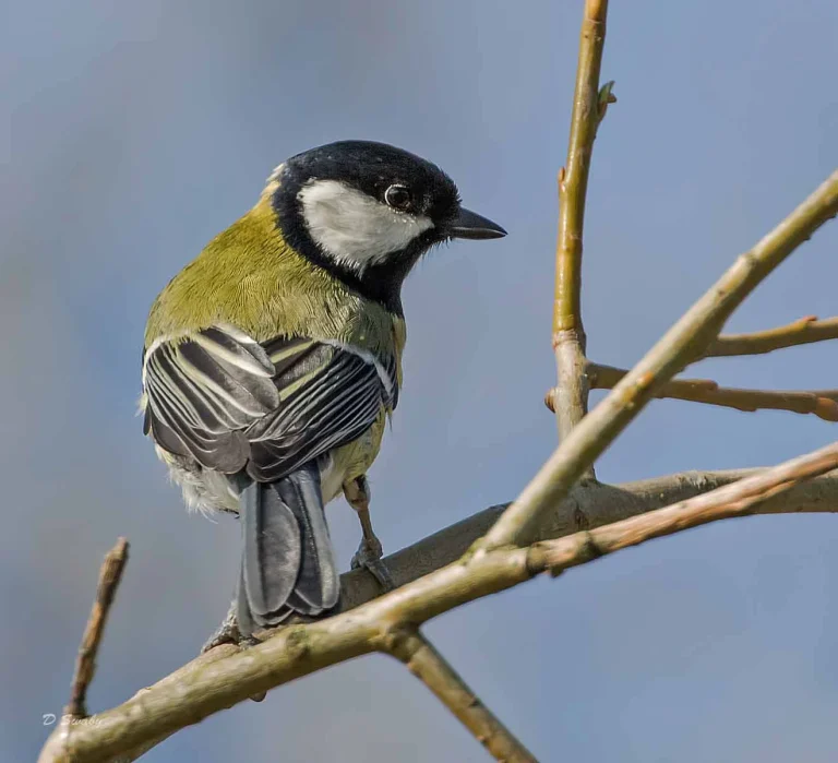 Bird Gallery 2019