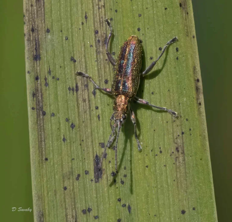 Insects