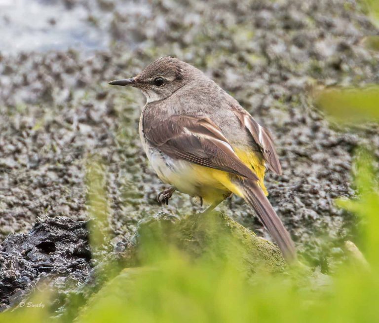 Bird Gallery 2019